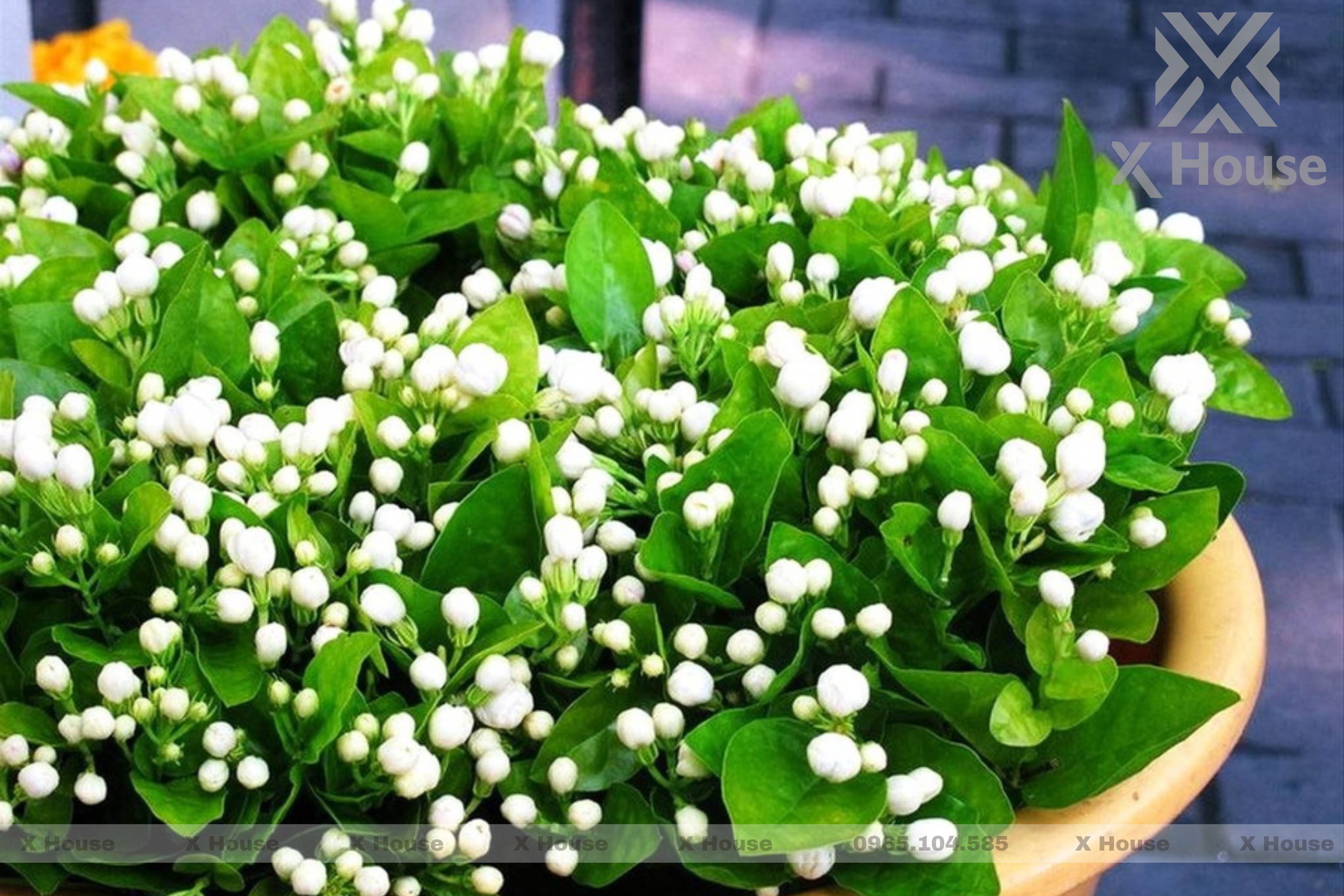 Các Loại Cây Trồng Phòng Ngủ Hỗ Trợ An Thần Và Tốt Sức Khỏe.