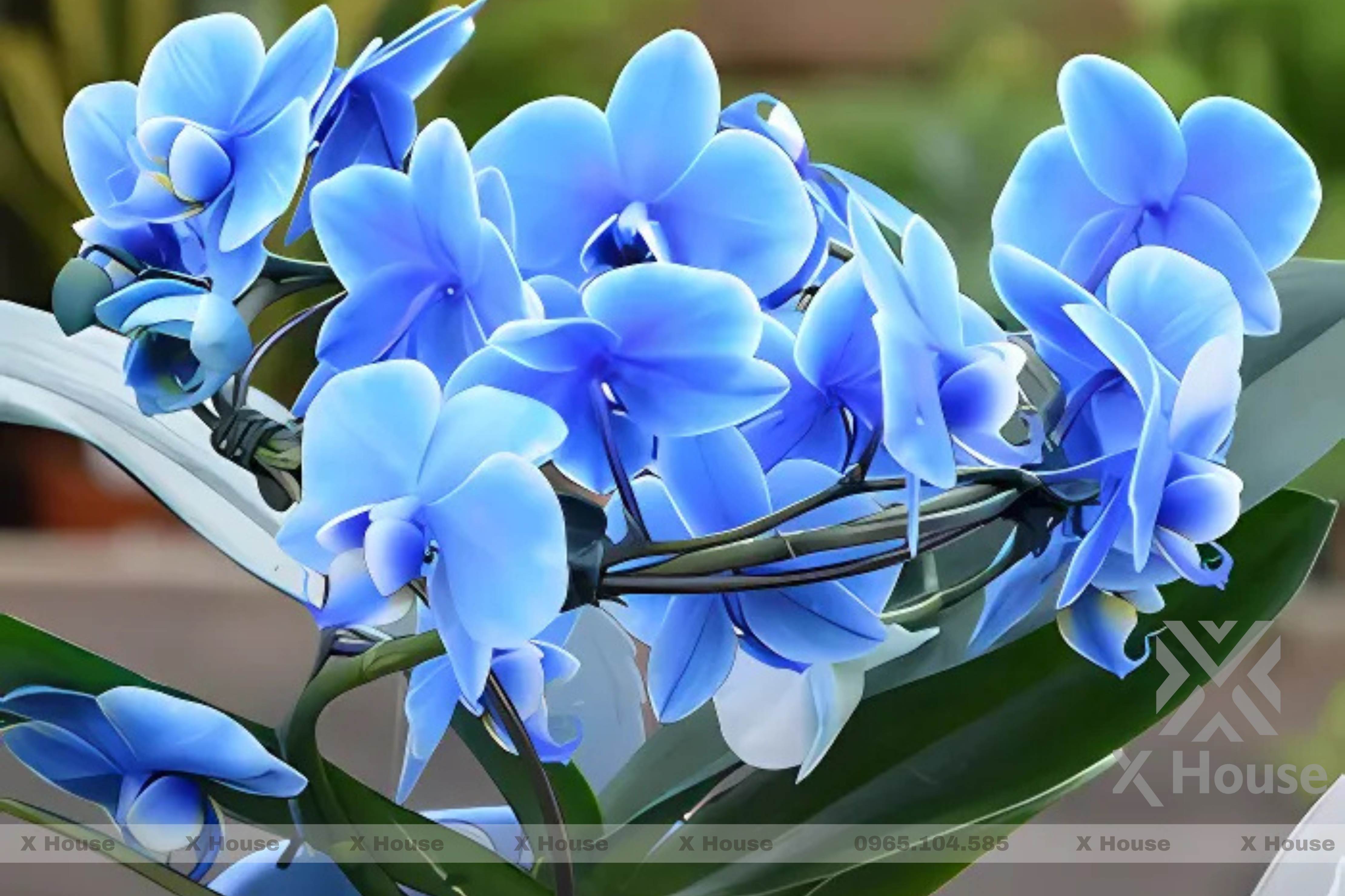 Các Loại Cây Trồng Trong Phòng Ngủ Giúp Thanh Lọc Không Khí Hiệu Quả.